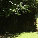 جنگل و مرداب قادیکلا