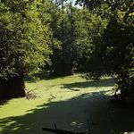 جنگل و مرداب قادیکلا