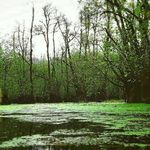 جنگل و مرداب قادیکلا