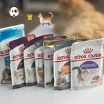 کلینیک دامپزشکی لیون