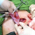 سونوگرافی دکتر سیده فاطمه موسوی