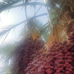 شرکت خرمای نوریال طبیعتی شیرین