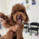 دامپزشکی اطلس وت