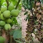 نهالستان ممتاز