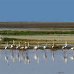 تالاب آق گل اسلامشهر