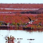 تالاب آق گل اسلامشهر