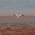 تالاب آق گل اسلامشهر