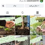 پلت مرغی سبزبانان