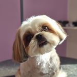 آرایشگاه حیوانات خانگی و پت شاپ پتیوا