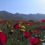 منطقه حفاظت گردیده گلپرآباد