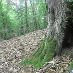 پارک جنگلی تلار