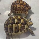 متخصص ساخت انواع آکواریوم و تراریوم