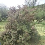 منطقه حفاظت گردیده ماله گاله