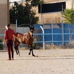 باشگاه سوارکاری ابرش