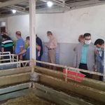 مرکز عرضه دام زنده قائم تهران