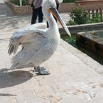 پارک پردیس