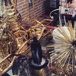 تم تولد پردیس