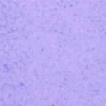 پیش دبستانی و دبستان مهرایران