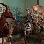 نمایشگاه دائمی محیط زیست