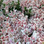 سرویس بهداشتی بوستان خوارزم