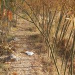 نهالستان یاران