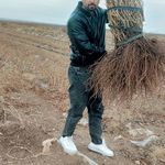 نهالستان برزگر