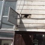 پیرایش بابک