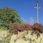 روستای بهدان