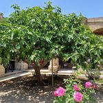 پاساژ عباسچیان