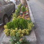 خدمات باغبانی هرس کاری صاحبدل