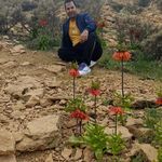 گردنه شول
