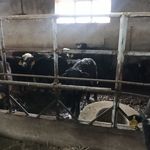 نانوفناوران گیتی دام