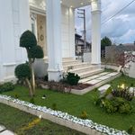 گل و گیاه سفیر سبز