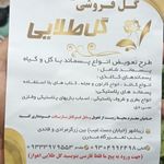 گل طلایی