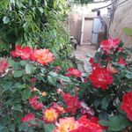 اقامتگاه بومگردی رویین دژ