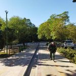 بوستان زیتون