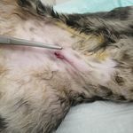 دامپزشکی وهاب آسمانی