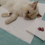 دامپزشکی وهاب آسمانی