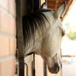 باشگاه سوارکاری ستارگان