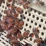 محصولات  زنبورستان شرکت شهدگستران نوین بابل (نارینا) (تکراری و خارج از دسترس)