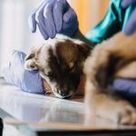 خدمات خونگیری از حیوانات در منزل پروبا