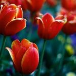 پارک لاله (بوستان لاله)