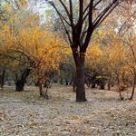 بوستان کاج (بوستان سهند)
