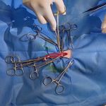 کلینیک دامپزشکی دنا