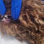 کلینیک دامپزشکی دنا