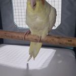 کلینیک دامپزشکی دنا