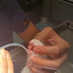 کلینیک دامپزشکی دنا