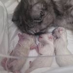 کلینیک دامپزشکی دنا