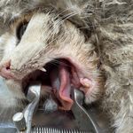 درمانگاه دامپزشکی و پت شاپ داروین