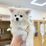 درمانگاه دامپزشکی های پت